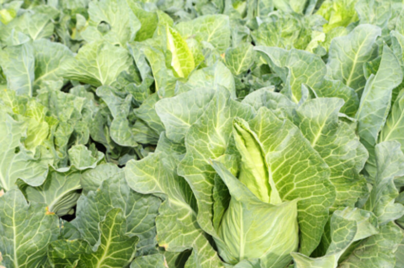 Pointed cabbage_2