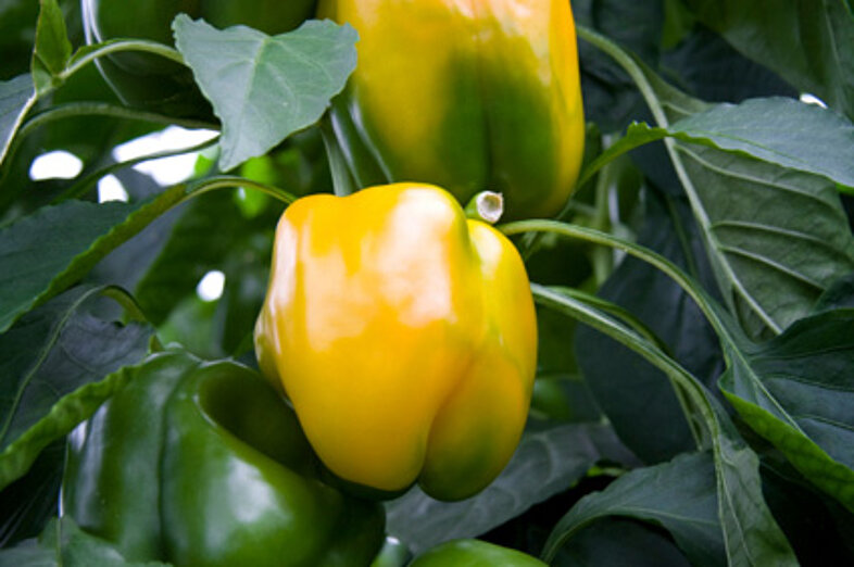 Peppers_2