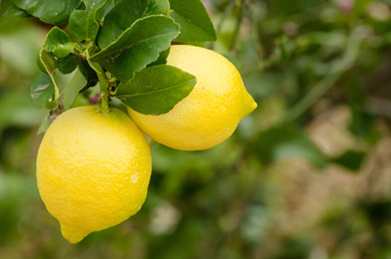 Citrons_1