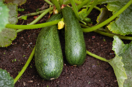 Zucchetti