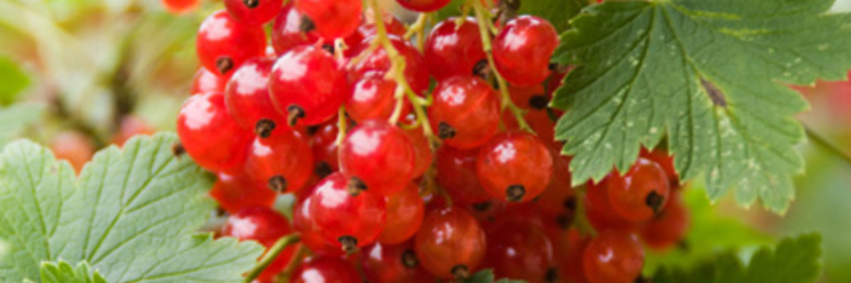 Johannisbeeren