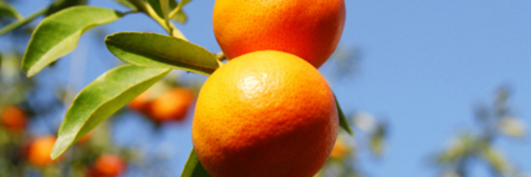 Mandarines