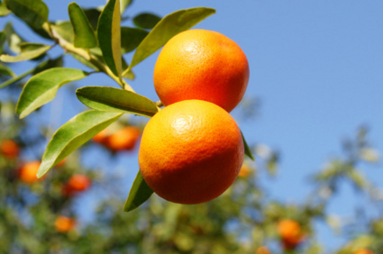 Mandarins_1