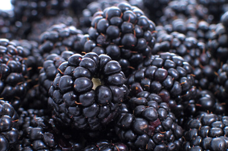 Blackberries_3