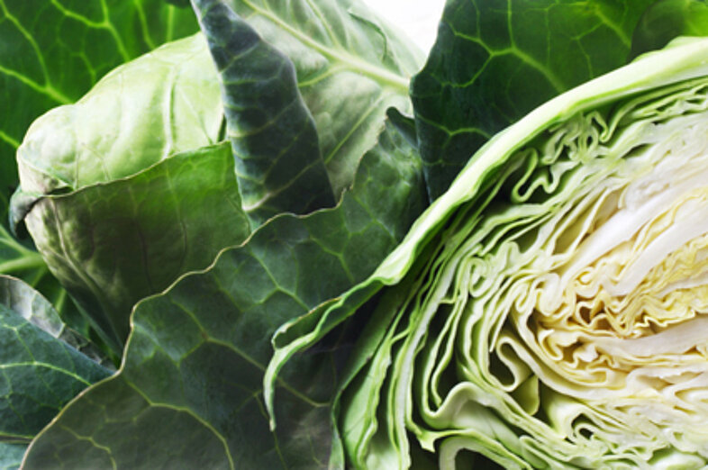 Pointed cabbage_3