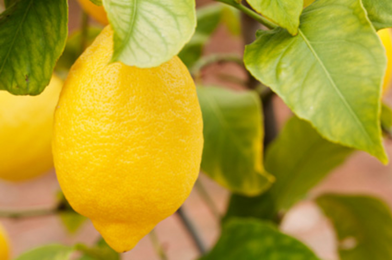 Limones_3