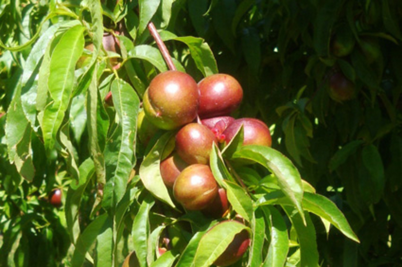 Nectarines_2