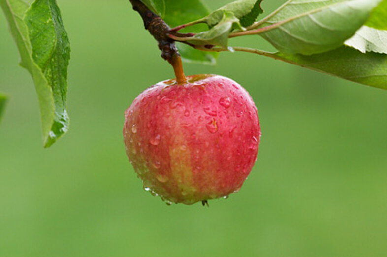 Äpfel_1