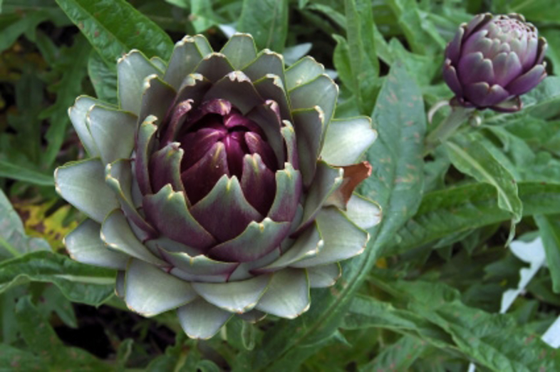 Artichokes_2