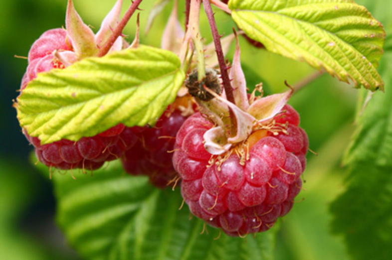 Framboise_3