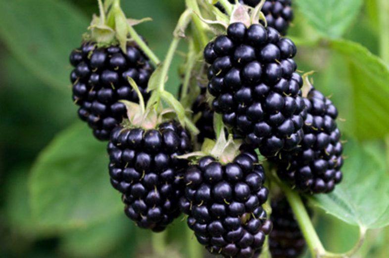 Brombeeren_1