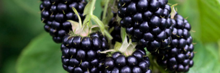 Brombeeren