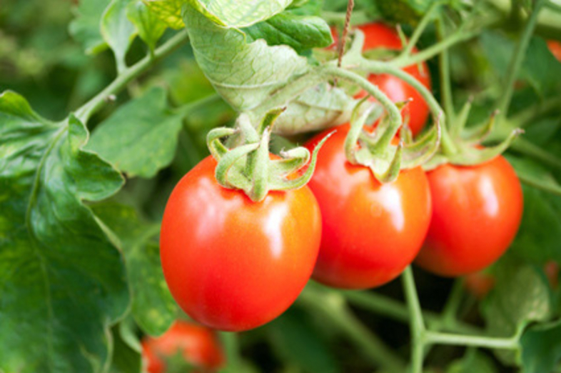 Tomaten_2