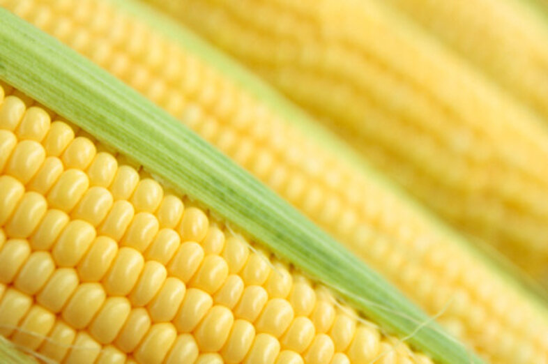 Sweet corn_3
