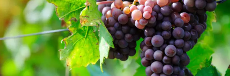 Uvas