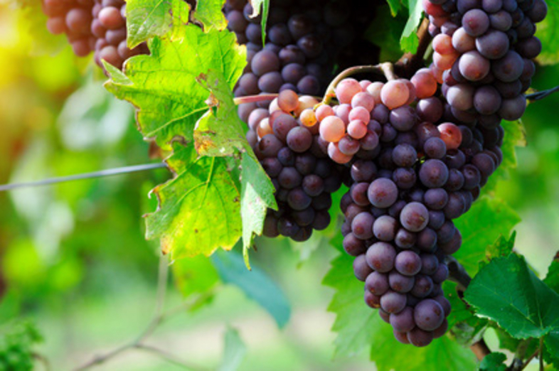 Grapes_1