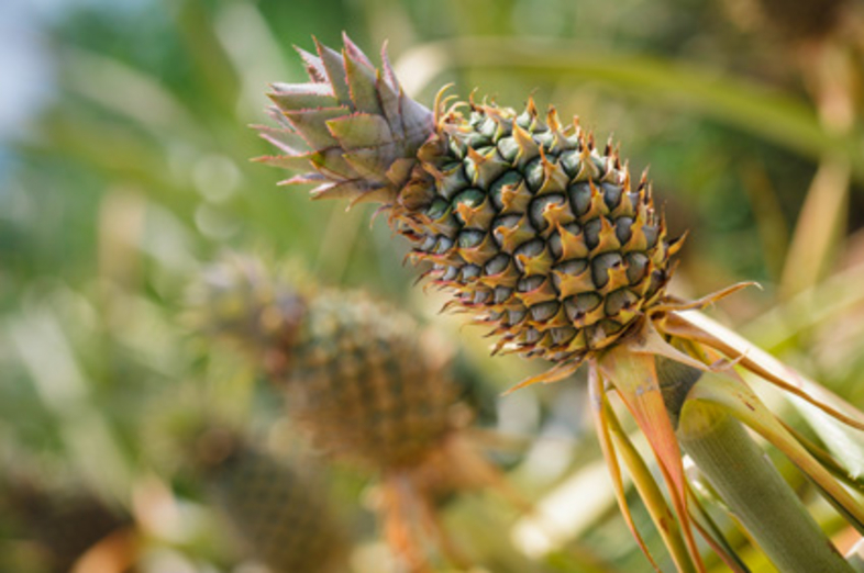 Ananas_2