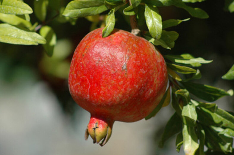 Pomegranates_2