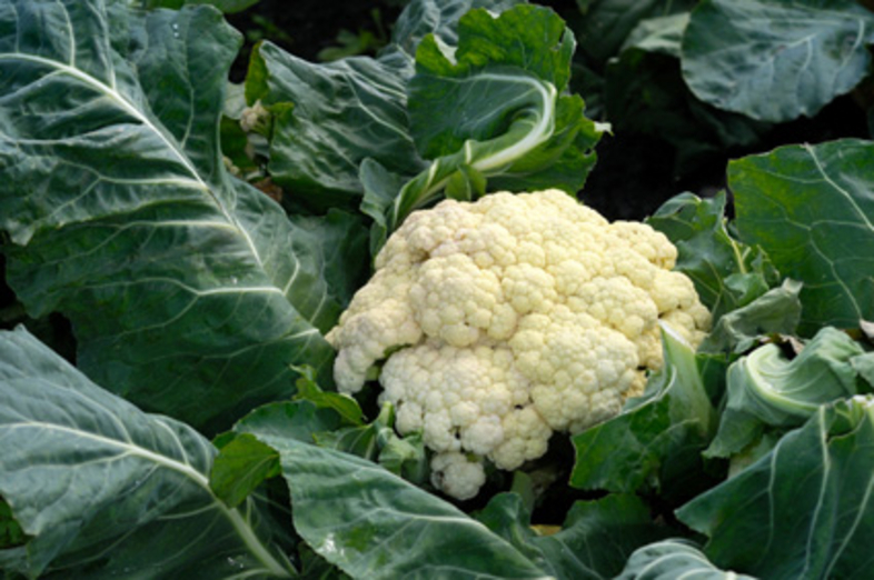 Cauliflower_1