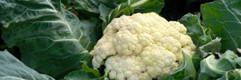 Cauliflower