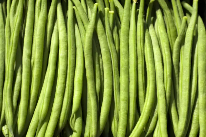 Haricots_3
