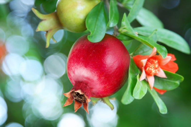 Pomegranates_1