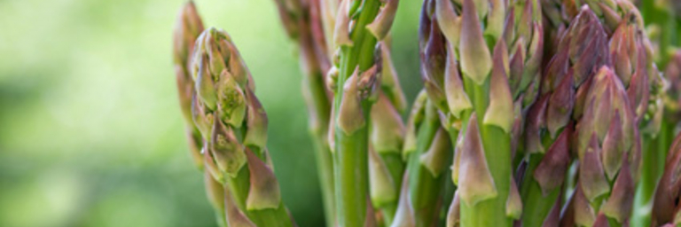 Asperges