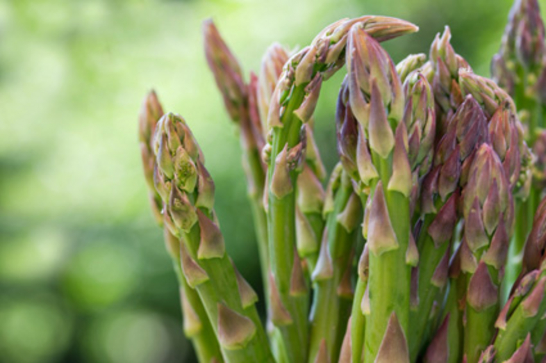 Asperges_1