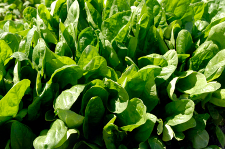 Spinach_3