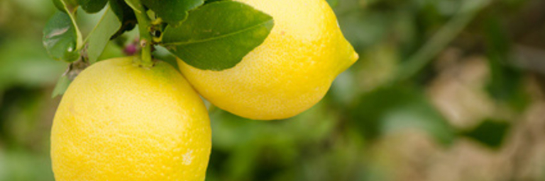 Limones