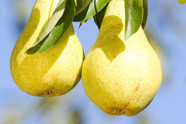 Pears_1