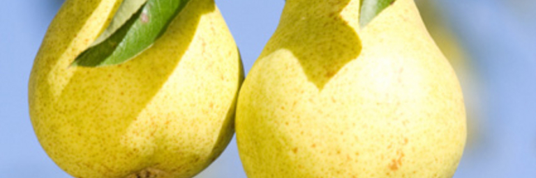 Pears