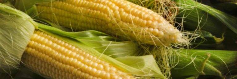 Sweet corn