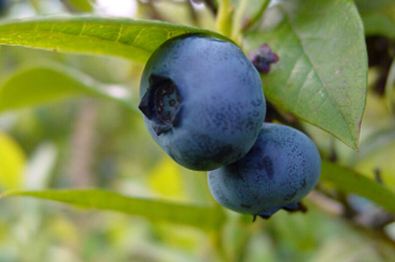 Blueberries_1
