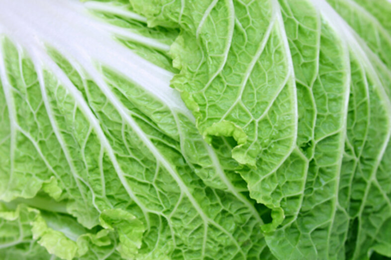 Chinese cabbage_3