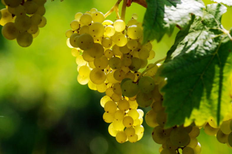 Grapes_3