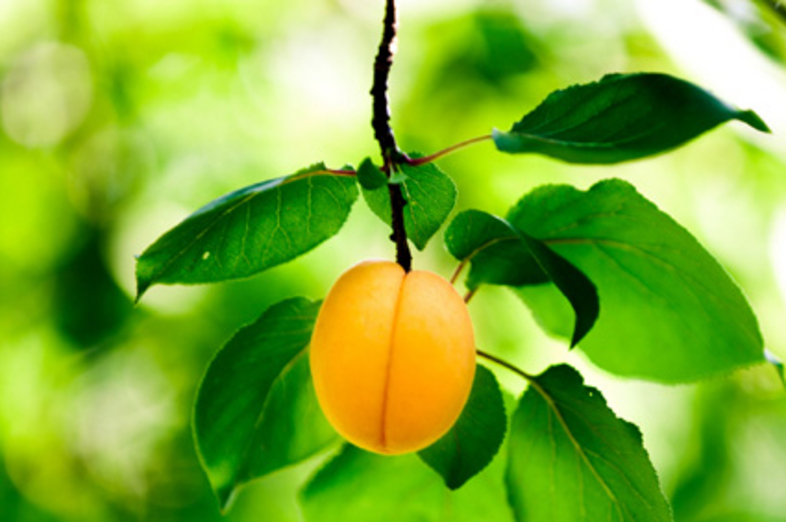 Apricots_3