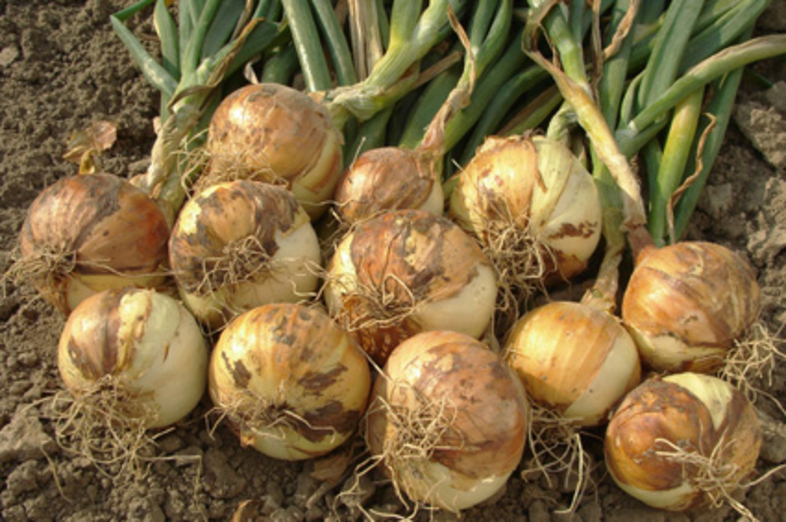 Onions_1