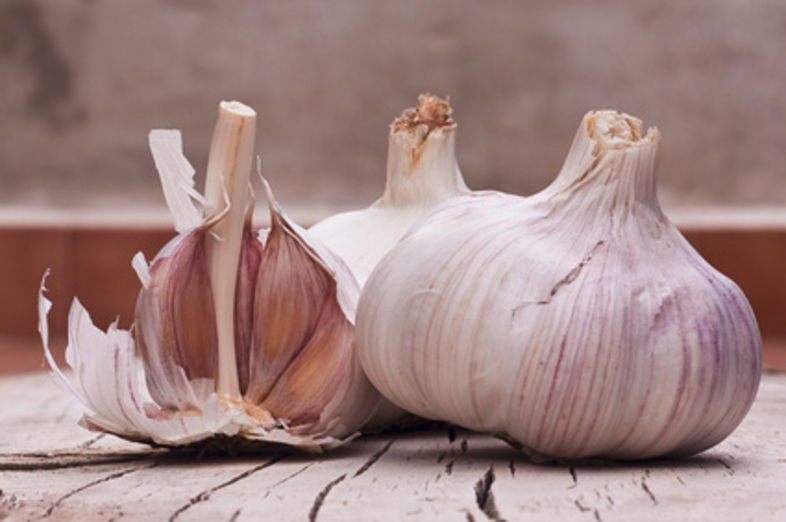 Garlic_1