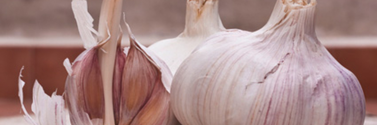 Garlic