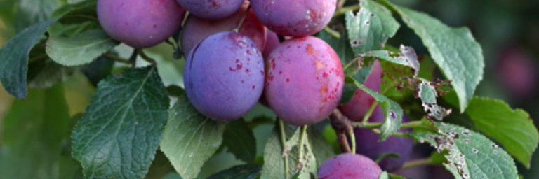 Plums