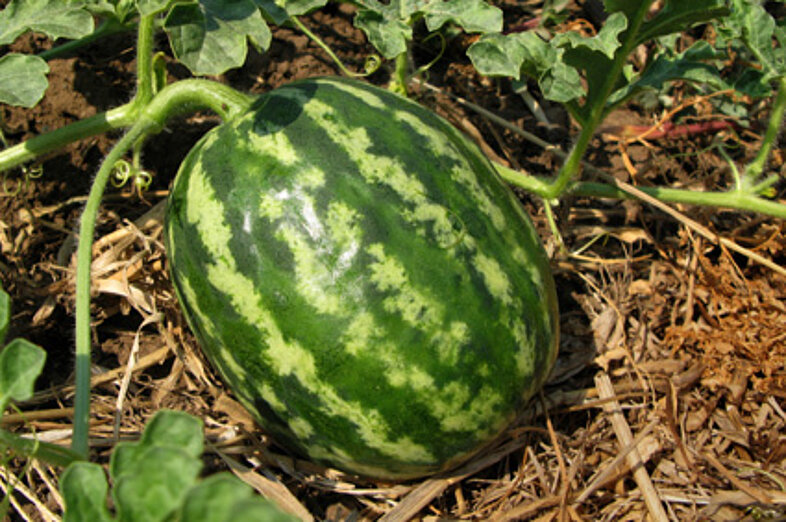 Wassermelonen_2