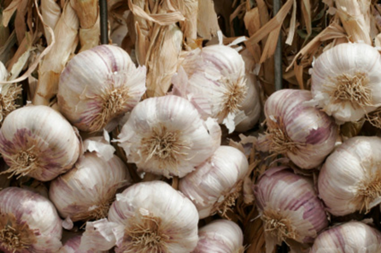 Garlic_2