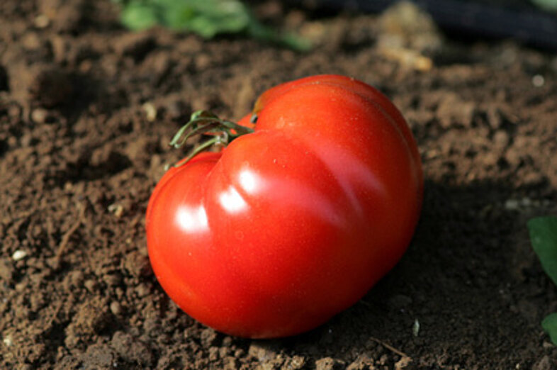 Tomatoes_1