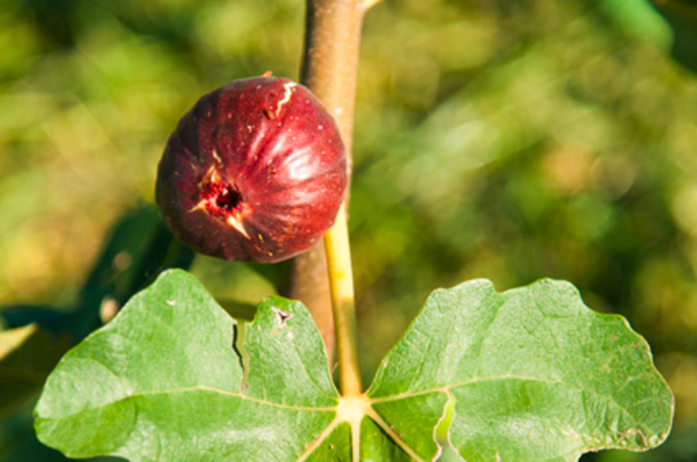 Figs_2