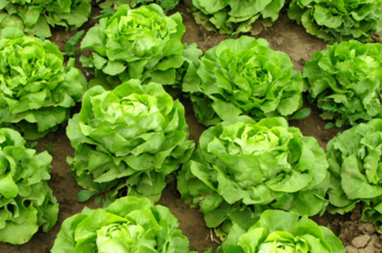 Lettuce_1