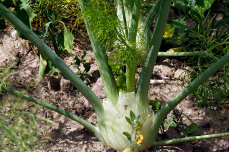 Fennel_2