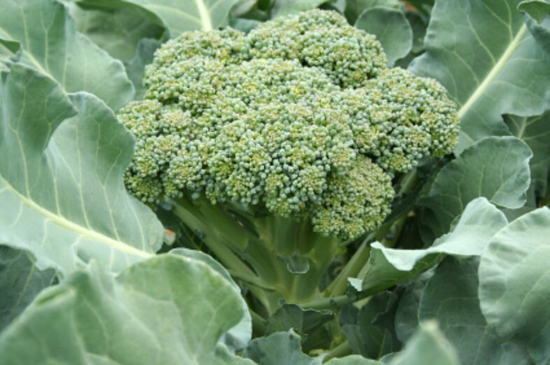 Broccoli_2