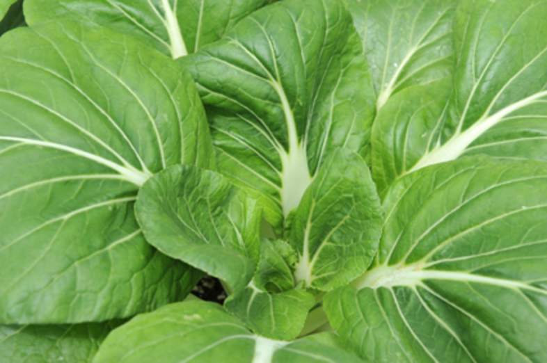 Pak Choi_2