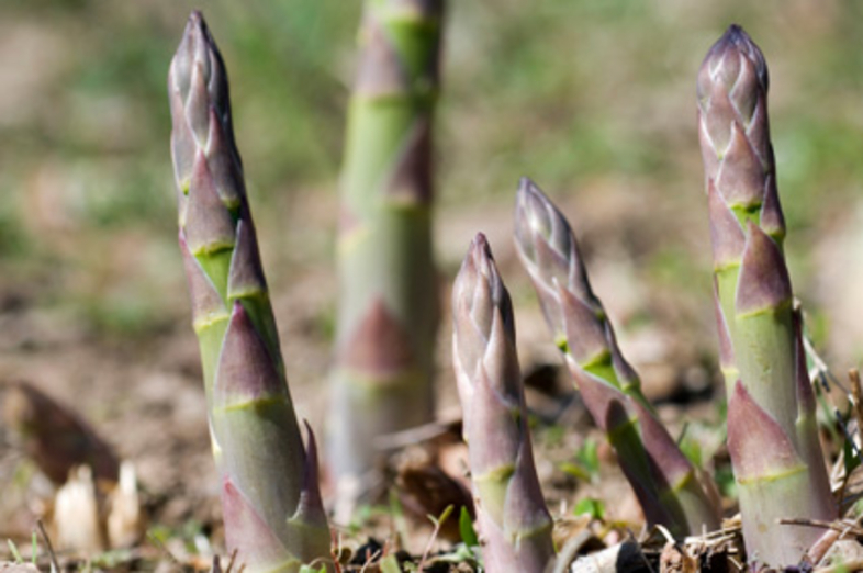 Asparagus_2